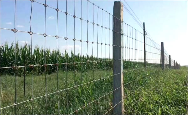 Woven Wire Field Fence for Highway with Steel Posts